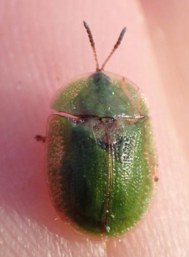 Réf. 322 383 : Cassida rubiginosa